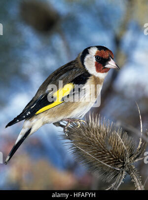 Stieglitz, Zuchtjahr Zuchtjahr, Männlich stehend auf Distel Stockfoto