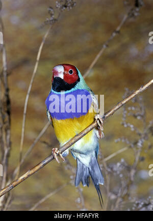 Prachtfinkenart Finch, Chloebia gouldiae Stockfoto