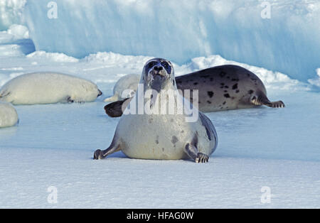 Harp Seal, Pagophilus Groenlandicus, Mutter und Welpe Handauflegen Eisscholle, Magdalena Island in Kanada Stockfoto