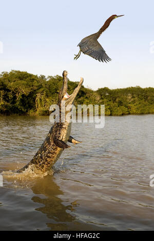 Brillentragende Brillenkaiman, Caiman Crocodilus, Erwachsene springen aus dem Wasser mit offenem Mund, versucht, ein Rufescent Tiger-Reiher zu fangen, Stockfoto