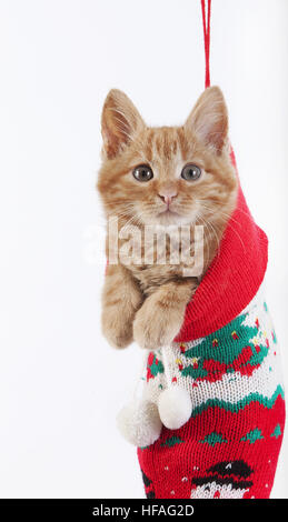 Red Tabby Katze, Kätzchen, stehend in Weihnachtssocke Stockfoto