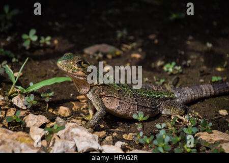 Leguan im Schatten Stockfoto