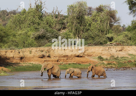 Afrikanischer Elefant, Loxodonta Africana, Mutter und Kälber, Fluss, Samburu Park in Kenia Stockfoto