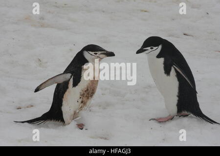 Saubere Kinnriemen Pinguin unter Umgehung einer kontrastierenden dreckiges in der antarktischen Halbinsel Stockfoto