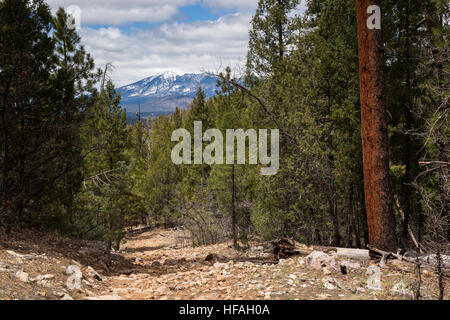 Die Arizona-Trail, absteigend in Richtung Flagstaff unter die San Francisco Peaks. Coconino National Forest, Arizona Stockfoto