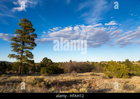 Wolken über dem Odenwald östlich von Flagstaff. Coconino National Forest, Arizona Stockfoto