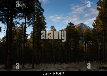 Ein Höhepunkt der San Francisco Spitzen erhebt sich über einem nahe gelegenen Pinienwald Ponderosa. Coconino National Forest, Arizona Stockfoto