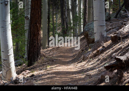 Die Arizona-Trail, Aspen und Ponderosa Pinien in die San Francisco Peaks auf der Durchreise. Coconino National Forest, Arizona Stockfoto