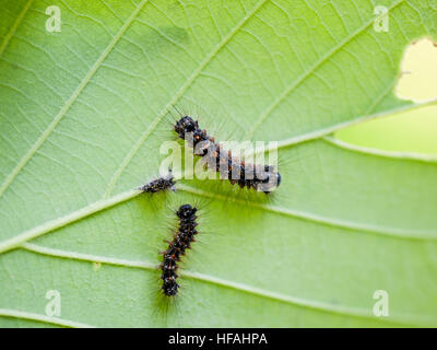 Schwammspinner Raupe auf Blatt Stockfoto