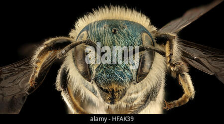 Diese Nahaufnahme zeigt eine weibliche Osmia Konjunkta mason Biene aus Maryland, bekannt für ihre leuchtend blaue Färbung. Als Mitglied der Familie der Megachilidae ist diese Biene für die Bestäubung in verschiedenen Ökosystemen wichtig. Stockfoto