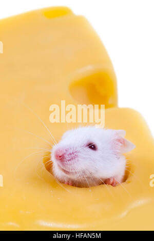 Weiße Maus in Stück Schweizer Käse Stockfoto