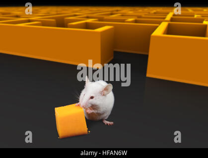 Weiße Maus am Ausgang des Labyrinths mit Käse. Stockfoto