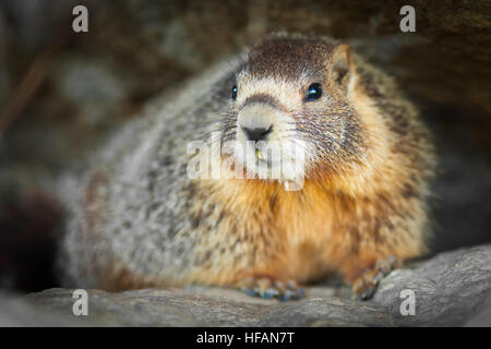 Bauche Murmeltiere hautnah auf Felsen sitzend. Stockfoto