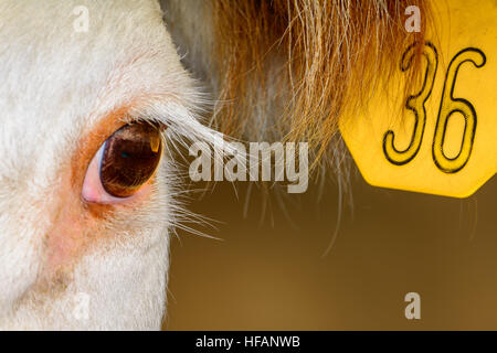 Nahaufnahme von Hereford Kuh mit gelben Ohrmarke. Reflexion im Kuhauge. Stockfoto