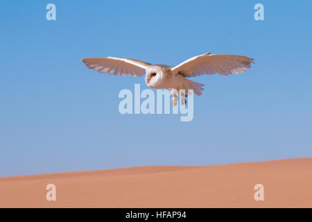 Schleiereule (Tyto Alba) während einer Wüste Falknerei zeigen in Dubai, Vereinigte Arabische Emirate. Stockfoto