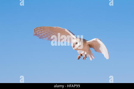 Schleiereule (Tyto Alba) während einer Wüste Falknerei zeigen in Dubai, Vereinigte Arabische Emirate. Stockfoto