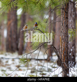 Paarung zweier westlichen Bluebirds thront auf einem jungen Ponderosa Pine-Ast. Coconino National Forest, Arizona Stockfoto