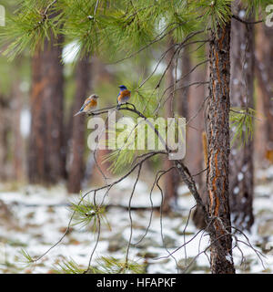 Paarung zweier westlichen Bluebirds thront auf einem jungen Ponderosa Pine-Ast. Coconino National Forest, Arizona Stockfoto