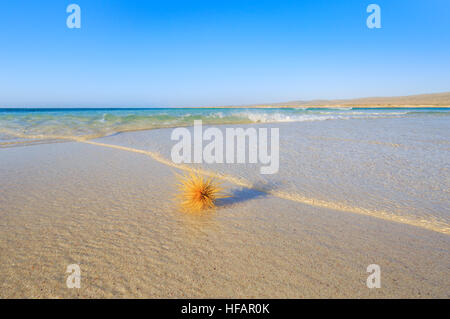 Strand Spinifex Saatgut Kopf (Spinifex Longifolius) am Strand von Turquoise Bay im Cape Range National Park, Western Australia Stockfoto