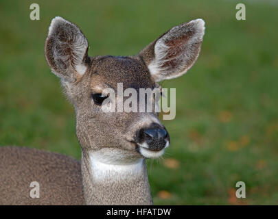 Weibliche schwarz angebundene Rotwild im Surfside Park, Parksville Vancouver Island, BC Kanada. SCO 11.293. Stockfoto