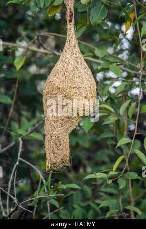 Baya Weber im Minneriya Nationalpark, Sri Lanka; Specie Ploceus Philippinus Familie der meisten Stockfoto