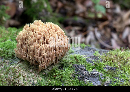 Wilde Pilze wachsen in einem Holz Stockfoto