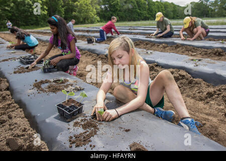 Kinder, die Arbeiten in einem großen Gemüsegarten Stockfoto