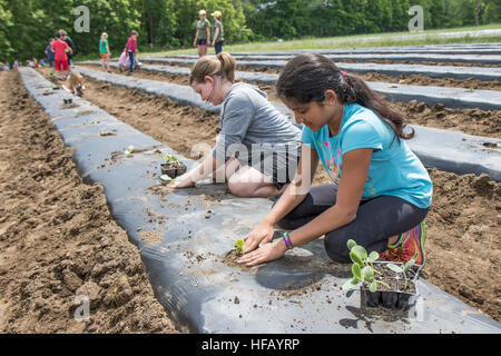 Kinder, die Arbeiten in einem großen Gemüsegarten Stockfoto