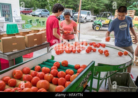 Menschen, die in einem großen Gemüsegarten - Sortierung nur gewaschene Tomaten Stockfoto