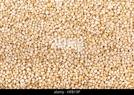 Dem Hintergrund der weißen Chenopodium-Quinoa-Samen, ein Superfood reich an Eiweiß und Ballaststoffen. Stockfoto