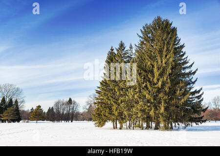 Schneebedeckte Park in Montreal, mit Wäldchen von Tannen. Stockfoto