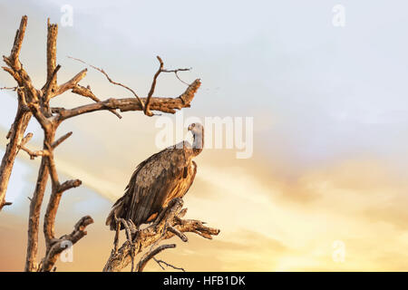 Weißrückenspecht Geier thront auf einem abgestorbenen Baum. Kruger National Park, Südafrika. Stockfoto