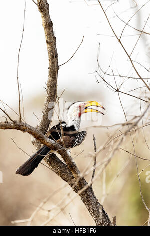 Gelb-billed Hornbill sitzt in einem Baum. Kruger National Park, Südafrika. Stockfoto