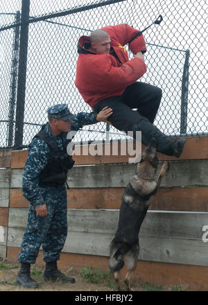 EVERETT, Washington (19. September 2012) militärischer Arbeitshund Pito beißt Waffenwart 2. Klasse Derek Shibles während einer Ausbildung ausüben als seine Handler, Waffenwart 2. Klasse Casey D. Kaiwi beobachtet. Naval Station Everett unterhält einen Zwinger der militärischen Arbeitshunde, die Unterstützung bei der Durchführung von illegalen Drogen und explosiven Durchsuchungen und andere Gesetz Vollzugsaufgaben. (Foto: U.S. Navy Mass Communication Specialist 2. Klasse Jeffry Willadsen/freigegeben) 120919-N-MM360-153 verbinden das Gespräch www.facebook.com/USNavy www.twitter.com/USNavy navylive.dodlive.mil - offizielle US Navy Bilder - Militär arbeiten Stockfoto