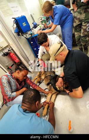 CMdR Chawn Brown, Camp Lemonier, Notfall medizinische Einrichtung Anästhesisten und US Armee Sgt. 1. Klasse Kimberly Vaughan, Tierarzt Techniker, legen ein Katheters in militärischer Arbeitshund Tyson Bein im französischen Lazarett in Dschibuti, 30. Oktober 2014. US-Militärangehörige und der französischen Armee zusammengearbeitet, um anhaltende Beziehungen zu ausländischen Filialen Service und Austausch bewährter Praktiken zu fördern. (Foto: U.S. Navy Mass Communication Specialist 1. Klasse Julia A. Casper/freigegeben) Militärischer Arbeitshund Medizin 141030-N-RY232-078 Stockfoto