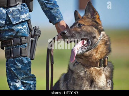 Bary, ein militärischer Arbeitshund, wartet auf Aufträge von seinem US-Navy-Handler während des Trainings auf gemeinsamer Basis Pearl Harbor-Hickam, Hawaii, 10. April 2013. Militärische Arbeitshunde werden verwendet, um Verdächtige festzunehmen und Sprengstoffen und Drogen zu erkennen. (Foto: U.S. Navy Mass Communication Specialist 3. Klasse Diana Quinlan/freigegeben) Militärischer Arbeitshund Übungen 130410-N-WF272-221 Stockfoto