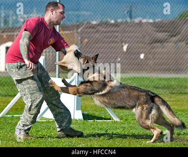 Bary, ein militärischer Arbeitshund, greift US Air Force Staff Sgt Nicholas Vollweiler kontrollierte Aggression Training auf gemeinsamer Basis Pearl Harbor-Hickam, Hawaii, 10. April 2013. Militärische Arbeitshunde werden verwendet, um Verdächtige festzunehmen und Sprengstoffen und Drogen zu erkennen. (Foto: U.S. Navy Mass Communication Specialist 3. Klasse Diana Quinlan/freigegeben) Militärischer Arbeitshund Übungen 130410-N-WF272-267 Stockfoto