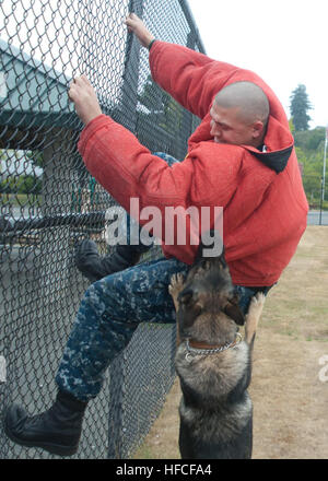 Militärischer Arbeitshund Pito beißt in die Biss-Jacke getragen von US Navy Waffenwart 2. Klasse Derek Shibles während zurückhalten und Ausbildung in Everett, Washington Naval Station (NAVSTA), 19. September 2012 veröffentlichen. NAVSTA Everett unterhält einen Zwinger der militärischen Arbeitshunde, die sie verwenden, um ihnen zu helfen bei der Durchführung von illegalen Drogen und Sprengstoffen Recherchen sowie andere Gesetz Vollzugsaufgaben. (Foto: U.S. Navy Mass Communication Specialist 2. Klasse Jeffry Willadsen/freigegeben) Naval Station Everett 120919-N-MM360-035 Stockfoto