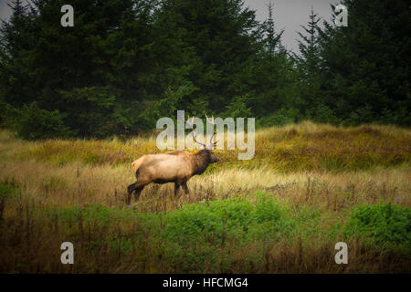 Roosevelt Bull Elk Cervus Canadensis Roosevelti Prairie Creek Redwoods State Park Humboldt County in Kalifornien Stockfoto