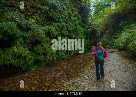 Farn Canyon Prairie Creek Redwoods State Park Humboldt County Kalifornien Stockfoto