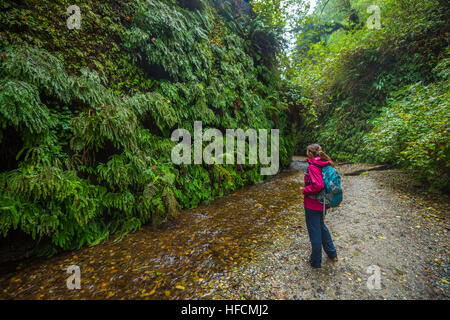 Farn Canyon Prairie Creek Redwoods State Park Humboldt County Kalifornien Stockfoto