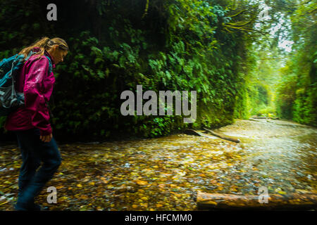 Farn Canyon Prairie Creek Redwoods State Park Humboldt County Kalifornien Stockfoto