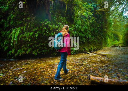 Farn Canyon Prairie Creek Redwoods State Park Humboldt County Kalifornien Stockfoto