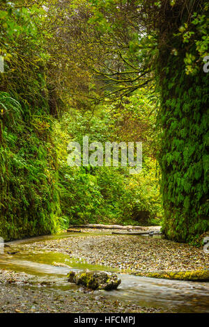 Farn Canyon Prairie Creek Redwoods State Park Humboldt County Kalifornien Stockfoto