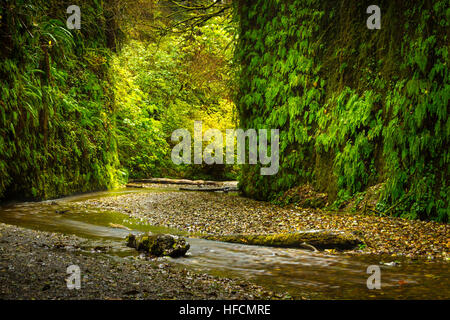 Farn Canyon Prairie Creek Redwoods State Park Humboldt County Kalifornien Stockfoto