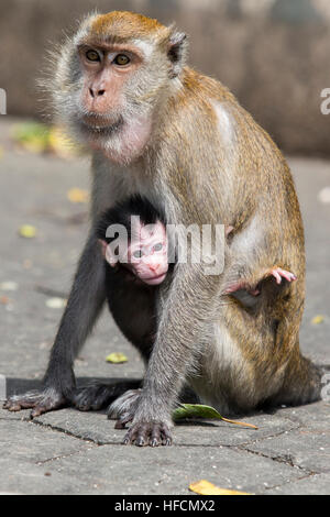 Eine Makake Longtail-Affe weibliche ruht mit ihrem Baby bei Batu Caves Hindu-Tempel in Kuala Lumpur, Malaysia Stockfoto