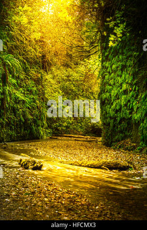 Farn Canyon Prairie Creek Redwoods State Park Humboldt County Kalifornien Stockfoto