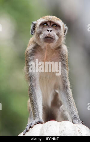 Ein Longtail-Makaken-Affen spielt außerhalb Batu Caves Hindu-Tempel in Kuala Lumpur, Malaysia Stockfoto