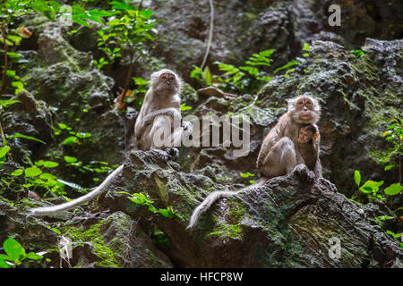 Eine Familie von Long-tailed Macaque Affen ruhen auf einem Felsen in Batu Caves Hindu-Tempel in Kuala Lumpur, Malaysia Stockfoto