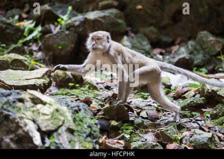 Ein Makaken-Affen spielt in Batu Caves Hindu-Tempel in Kuala Lumpur, Malaysia Stockfoto